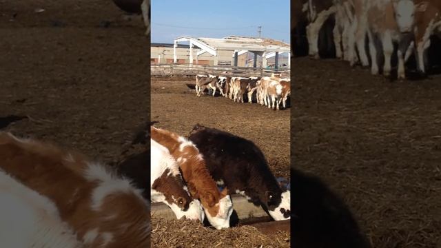 Телочки симментальской породы. (Крупно рогатый скот) смотреть онлайн