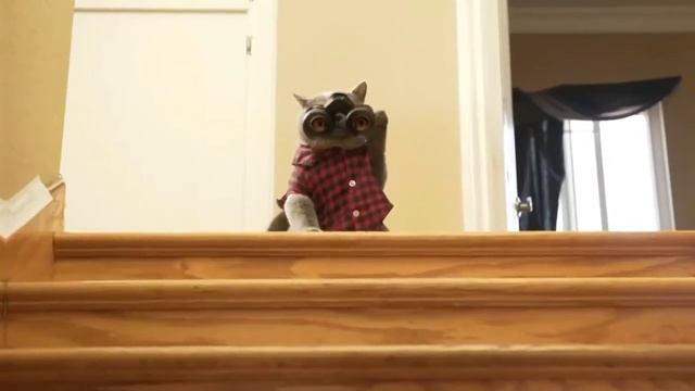 Кот Мурзик - Здесь Так Красиво Я Котик Молодой (КЛИП 2018 ГОДА ПЕРЕЗАЛИВ) смотреть онлайн