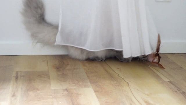 cat playing #3 - CatMia смотреть онлайн
