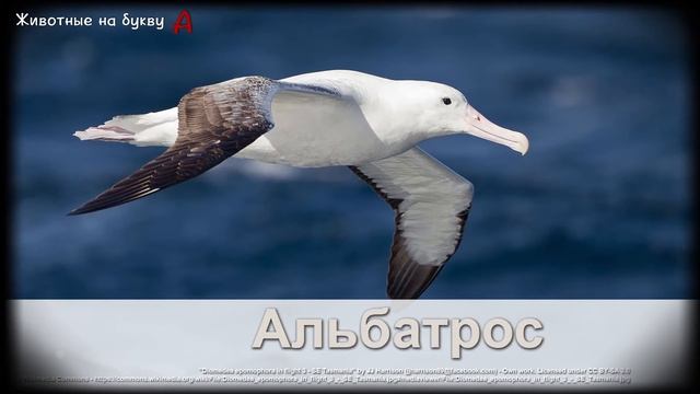 Животные на букву А (1) смотреть онлайн