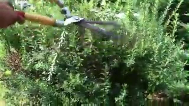 Prune Snowmound Spirea Shrub - Episode 1 #howtoprune смотреть онлайн