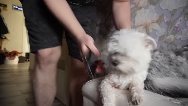 ГОВОРЯЩИЙ ХУАН В РЕАЛЬНОЙ ЖИЗНИ СЕМЬИ ЛЯПОТА ТВ смотреть онлайн