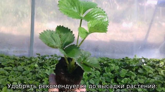 Как сажать клубнику смотреть онлайн