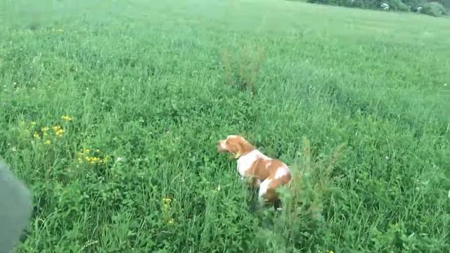 1. Знакомство с полем \ Dog familiarity with the field смотреть онлайн