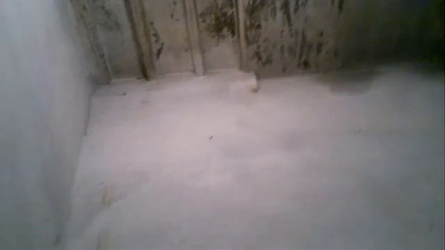 что будет если СРАТЬ начнет весь подъезд одновременно? смотреть онлайн