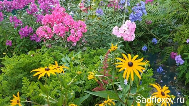 Мучнистая роса на флоксах. Что делать и как с ней бороться? смотреть онлайн