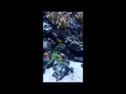 Ляпота смотреть онлайн