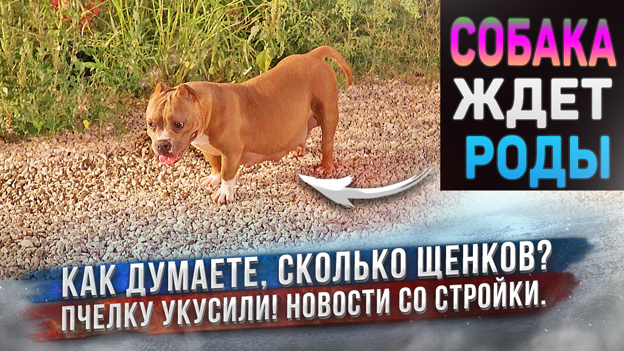 Делаем прогнозы сколько будет щенков у Лиры и ждем роды! У Пчелки опух глаз! Новости со стройки. смотреть онлайн