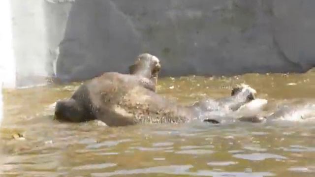 Калининградский зоопарк. купание слона 2016 смотреть онлайн