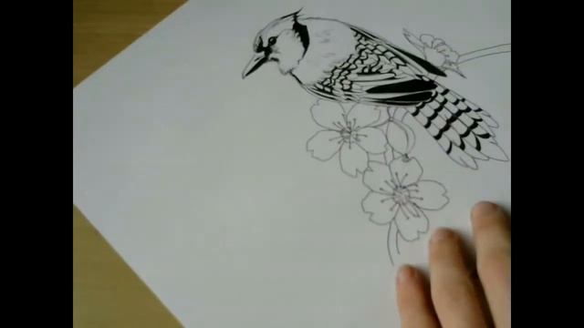 BlueJay Cherry Blossom Tattoo Speed Drawing смотреть онлайн
