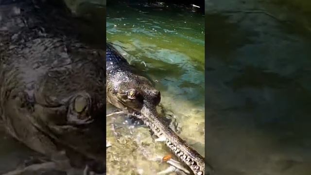 worlds Rarest Crocodile Gharial?#ytshorts #Animals смотреть онлайн