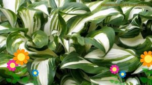 Хоста волнистая Медиовариегата. Краткий обзор, описание характеристик, где купить саженцы