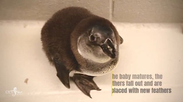 Baby Penguin 101 смотреть онлайн