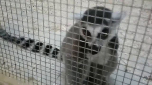 Vlog трогательный зоопарк смотреть онлайн