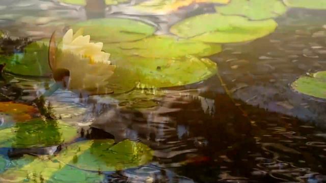 Relaxing Music, Meditation Music, Sleeping Music, Yoga Music, Spa Music, Study Music, Insomnia ☯011 смотреть онлайн