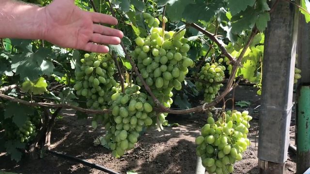 Юлиан - ещё один виноград лидер по срокам созревания! смотреть онлайн