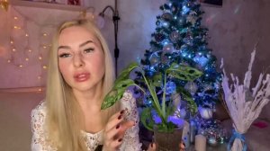 Монстера Адансона (манки маск)