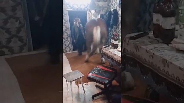 цыганский кони город брянск смотреть онлайн