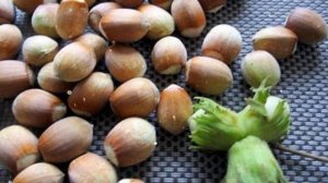 Как вырастить лесной орех в домашних условиях