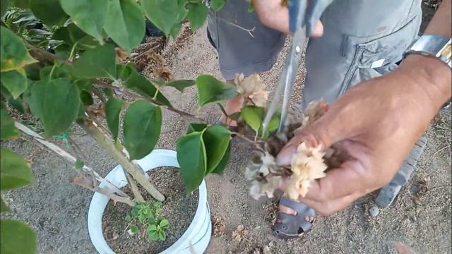 Tamang pag-aalaga ng Mahara Variety o 36 Petals ng bougainvillea para mas dumami ang bulaklak. смотреть онлайн