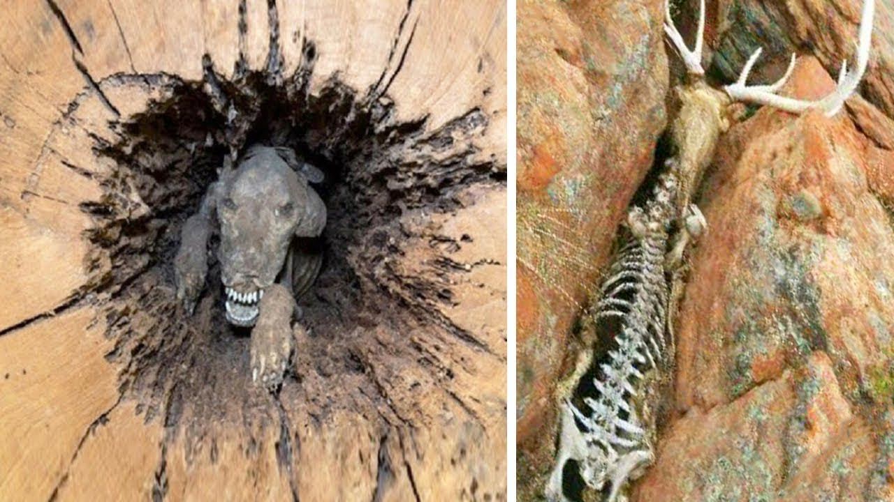 Животные, с Которыми Природа Обошлась Несправедливо смотреть онлайн