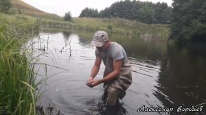 ИЗ БОЛОТА В ЧИСТЫЙ ПРУД.Ловля Жёлтого Карася в болоте.Зарыбляю пруд.