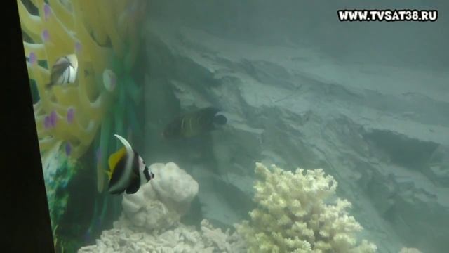 Винперл, Вьетнам водный или подводный мир. смотреть онлайн