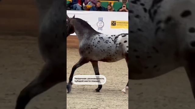 Чепрачная масть: разновидность чубарой #лошади смотреть онлайн