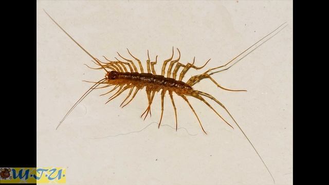 СКУТИГЕРА смотреть онлайн