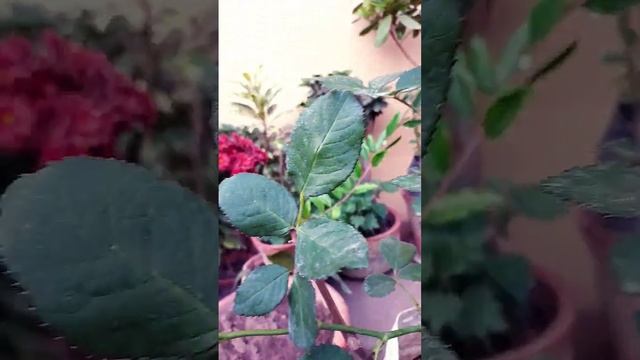 Rose - Peach Avalanche смотреть онлайн