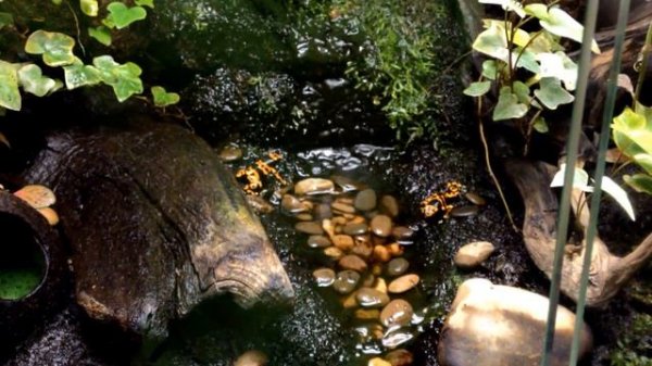 Древолазы Dendrobates leucomelas
