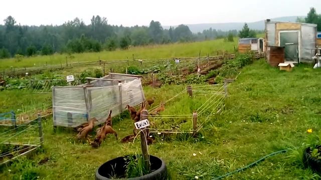 Лилии. Как хранить луковицы? смотреть онлайн