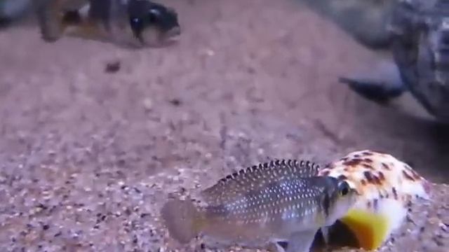 Lamprologus meleagris - Tanganyika Planet смотреть онлайн