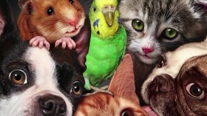 Окружающий мир, 2 класс (Урок№20. Животные живого уголка. Уход, роль содержания).