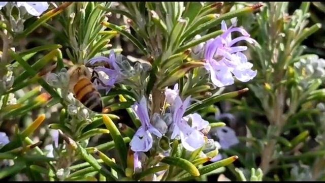 Top View of the Hills Como lake Italy #Lagodicomo#sunset смотреть онлайн