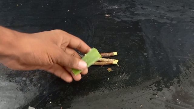 New technique to grow Bougainvillea plant from small cutting 100% successful with English subtitles смотреть онлайн