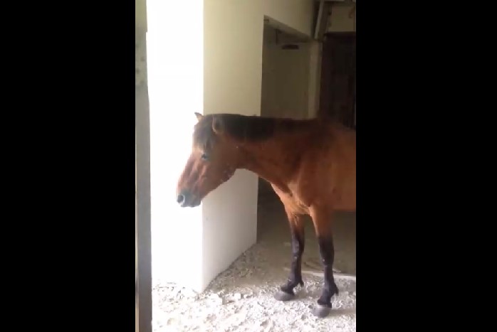 Внезапная лошадь смотреть онлайн