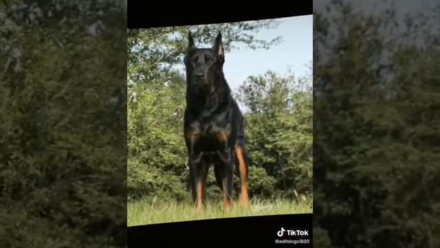 Овчарка и доберман совмеска смотреть онлайн