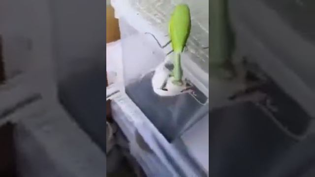 богомол vs мышь смотреть онлайн