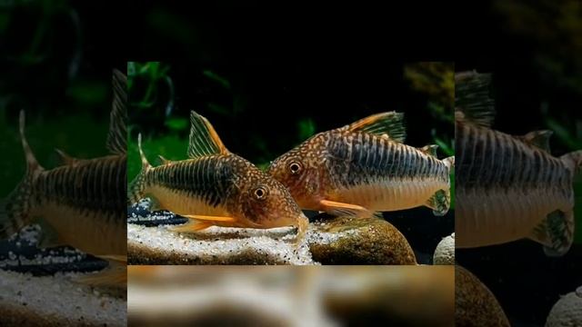 Коридорасы,Содержание, уход, виды, кормление, размножение. В аквариуме. смотреть онлайн