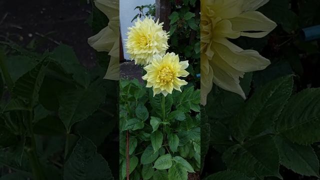 Крупноцветковые георгины - украшение вашего сада. Георгин Вандас Капелла . Dahlie Wanda's Capella. смотреть онлайн