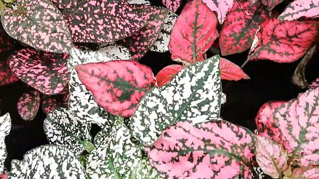 Hypoestes phyllostachya mix смотреть онлайн