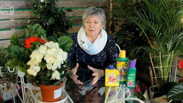 Цветущие растения ? Какие удобрения для цветов использовать? Советы от эксперта❗ смотреть онлайн