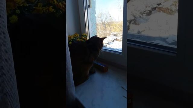 Кот охотится на голубя. В конце улетел но... смотреть онлайн