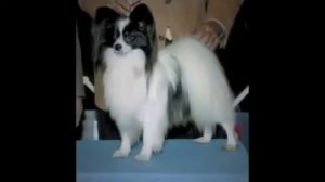 Pure Paws Grooming - Груминг Папильона