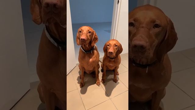 #foryou #dogsoftiktok #vizslas #guarddog #hungarianvizsla #poopjokes