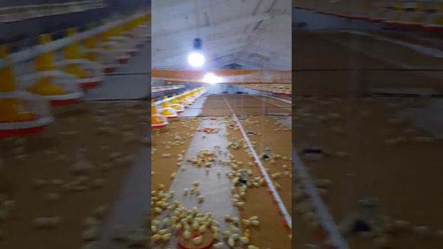 #цепляет #Бройлер в #Таджикистан #чучахои #Бройлер дар #Тоҷикистон #Росс308 и #Кобб500 смотреть онлайн