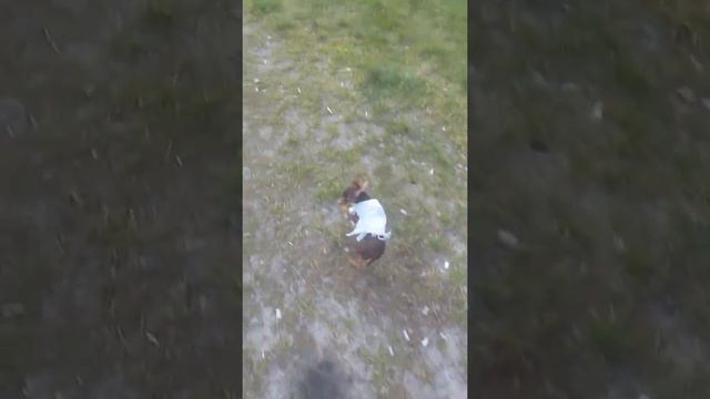 Послушный Той Терьер мини смотреть онлайн