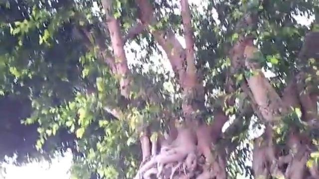 дерево у детской площадки смотреть онлайн