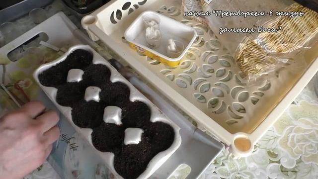 Семена томатов можем посеять попозже,используя этот метод смотреть онлайн